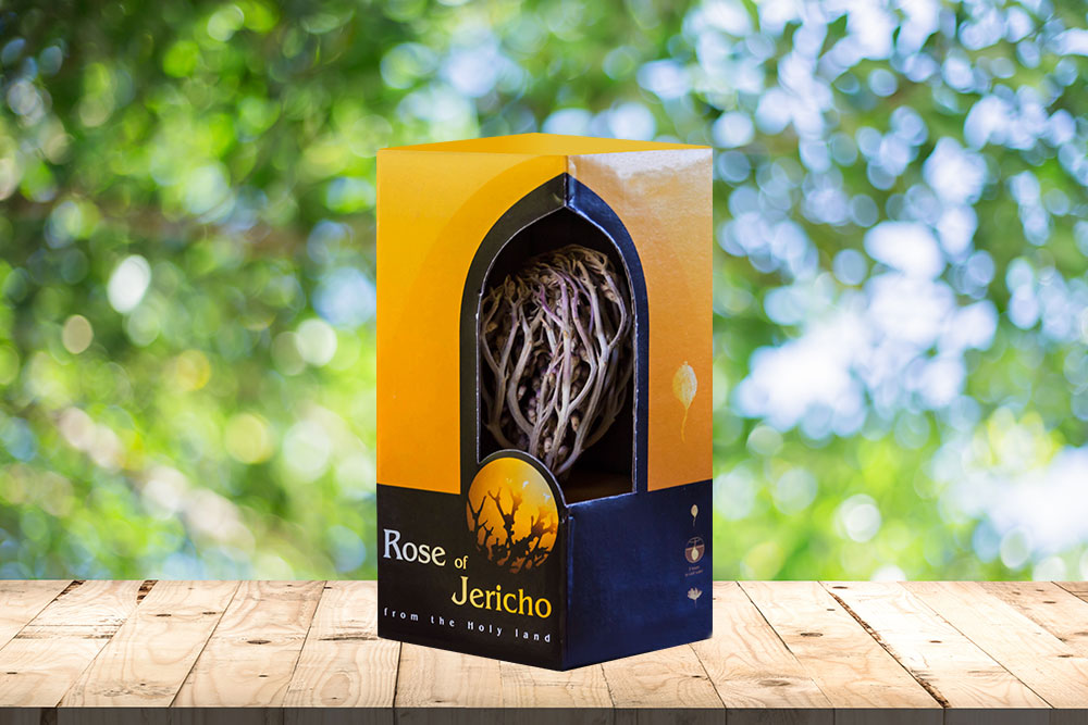 Large Package Rose of Jericho