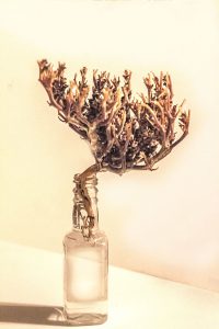1 Large & 1 Small Package Rose Of JEricho