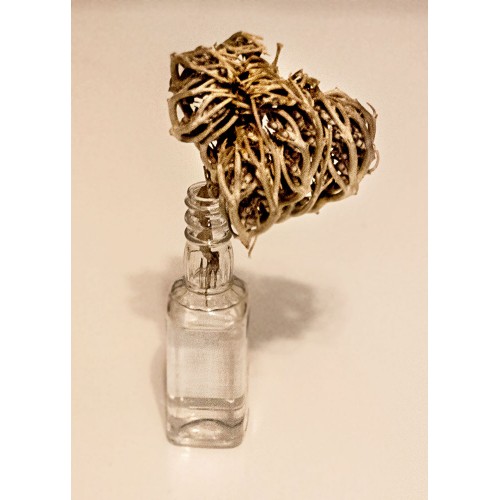 Rose of Jericho in water