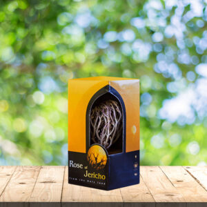 Small Package Rose of Jericho